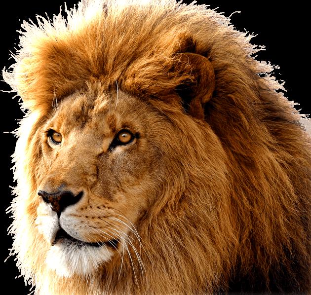 Detail Lion Image Download Nomer 45