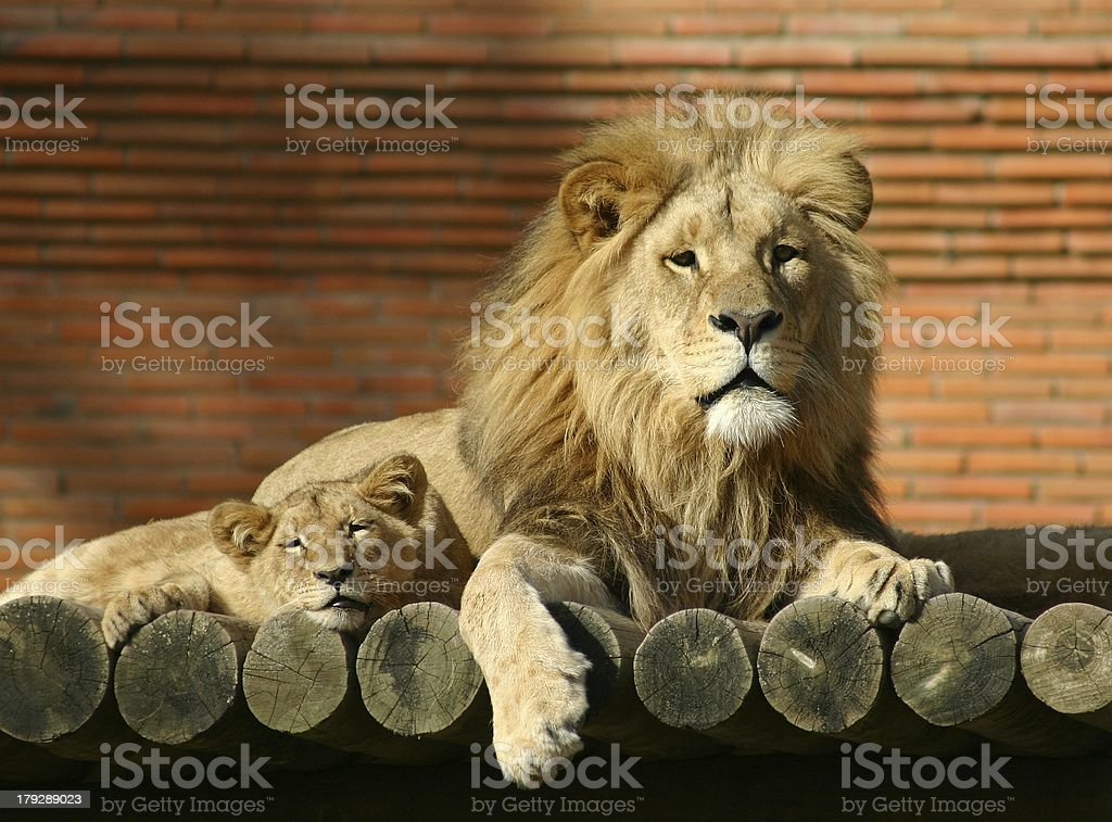 Detail Lion Image Download Nomer 47