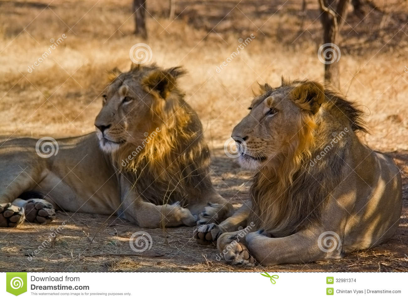 Detail Lion Image Download Nomer 48