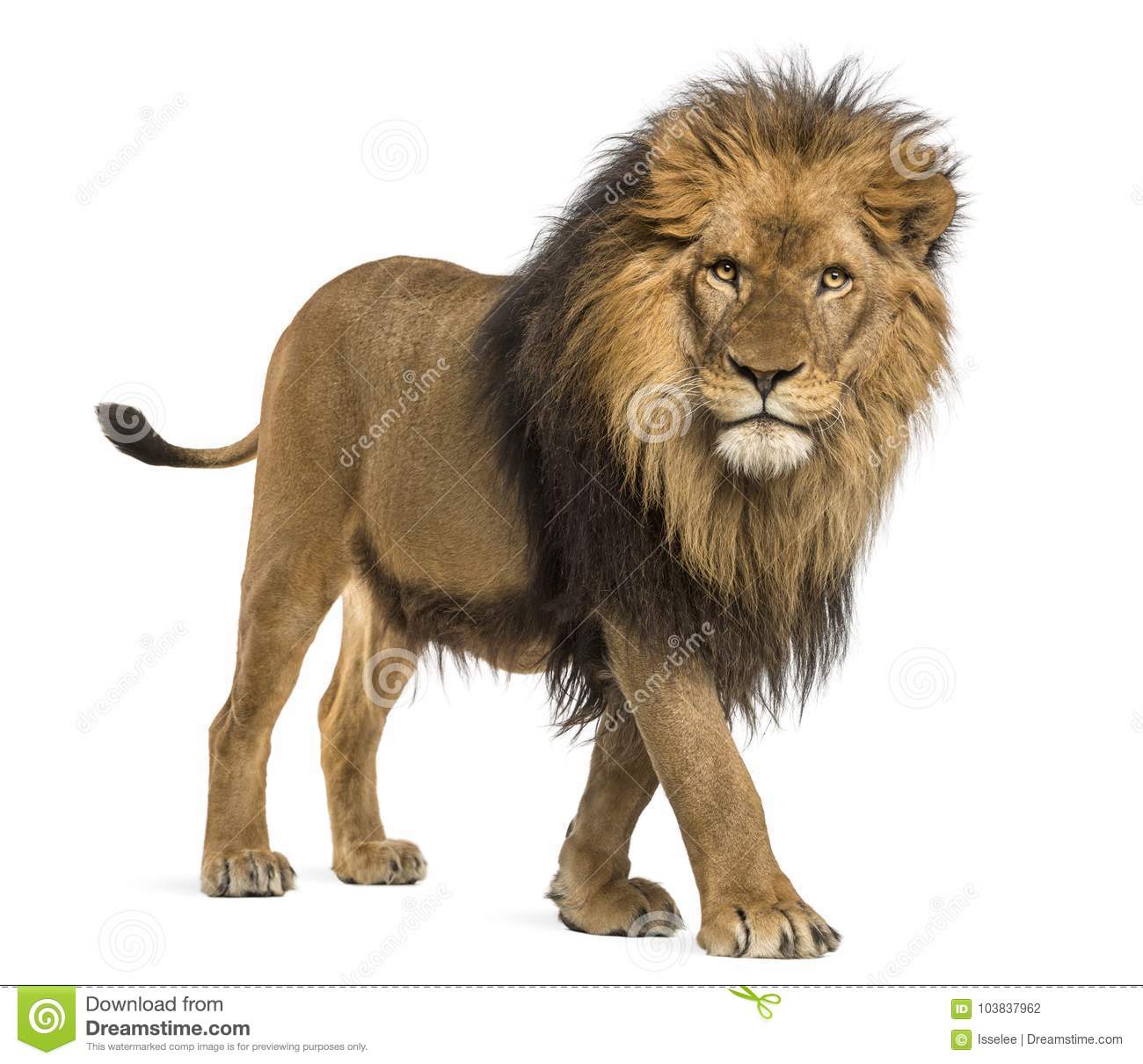 Detail Lion Image Download Nomer 7