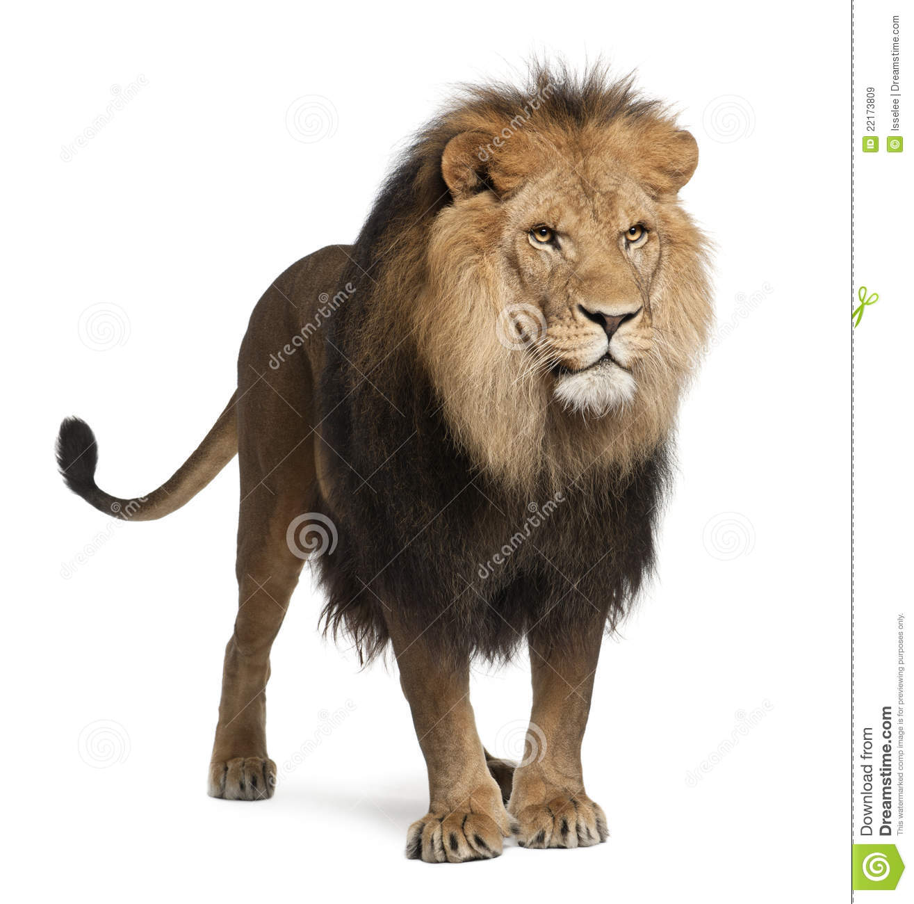 Detail Lion Images Download Nomer 18