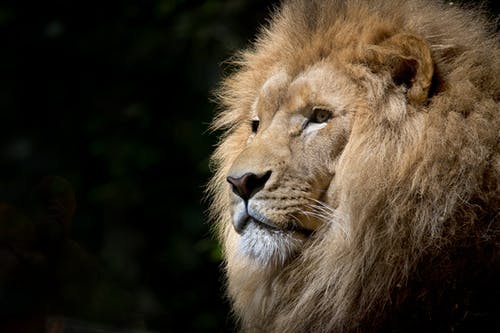 Detail Lion Images Download Nomer 27