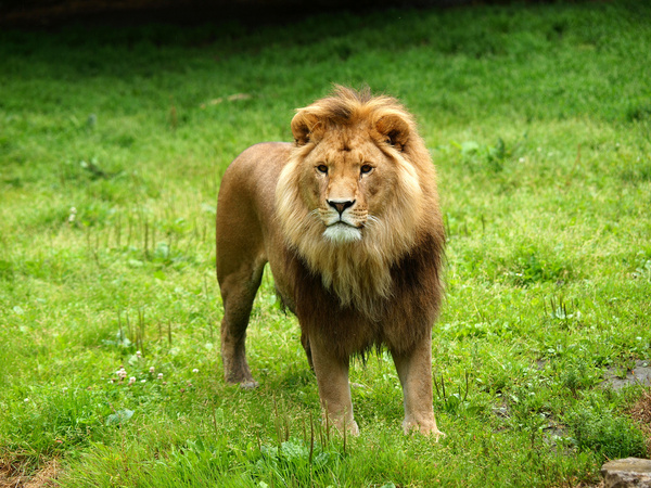 Detail Lion Images Download Nomer 33