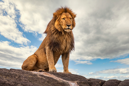 Detail Lion Images Download Nomer 5