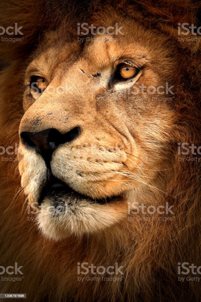 Detail Lion Images Download Nomer 40