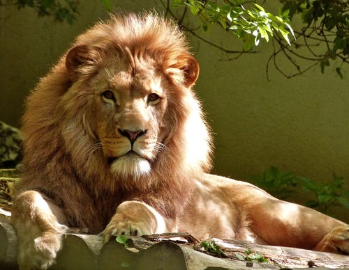 Detail Lion Images Download Nomer 41