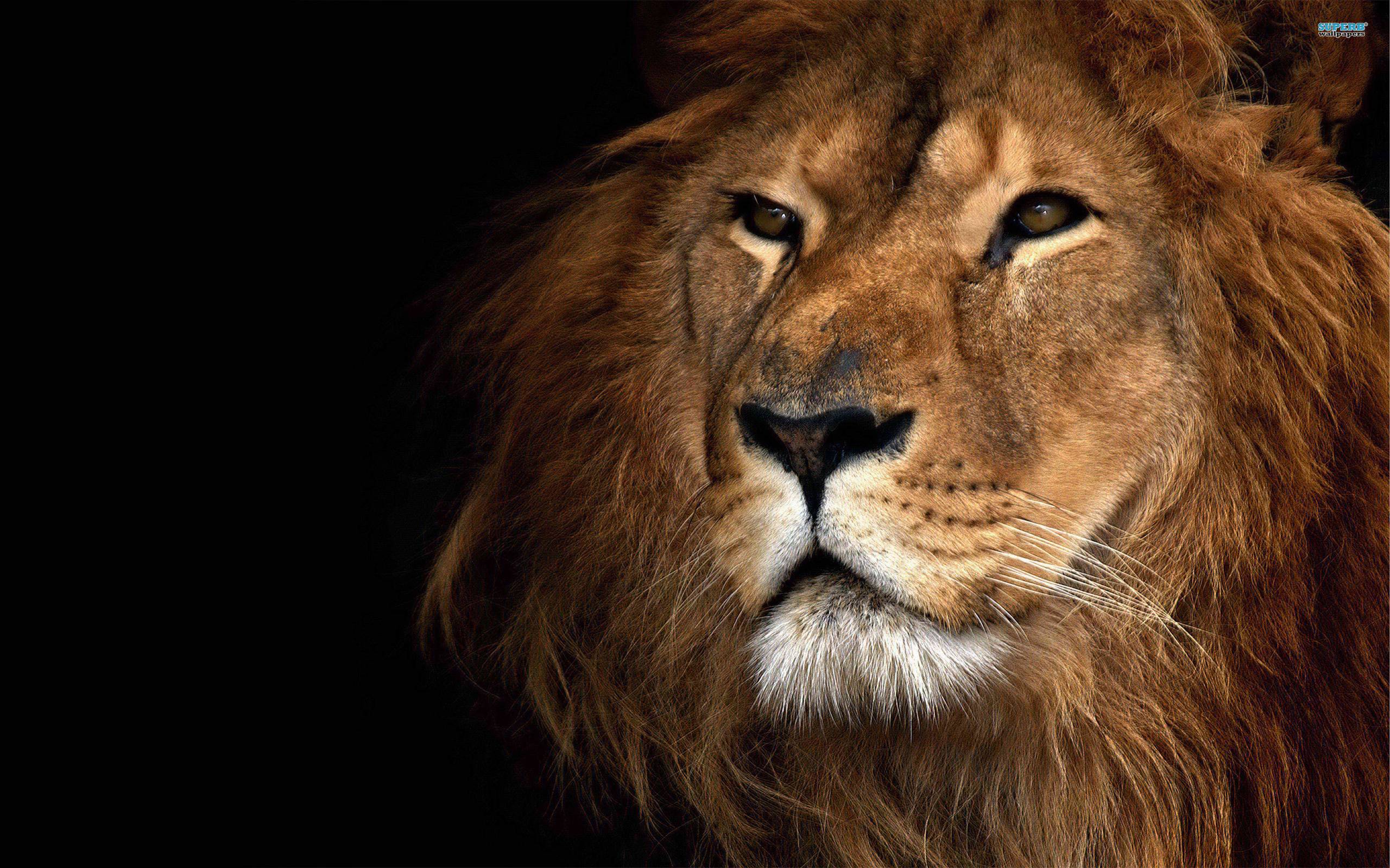 Detail Lion Images Download Nomer 55