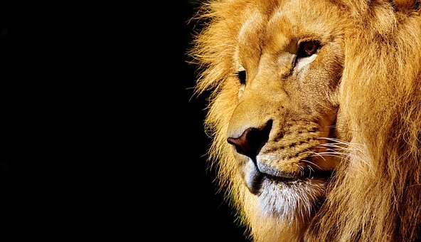 Detail Lion Images Free Nomer 21