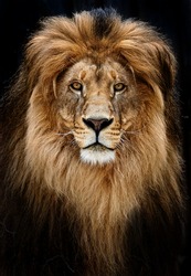 Detail Lion Images Free Nomer 26
