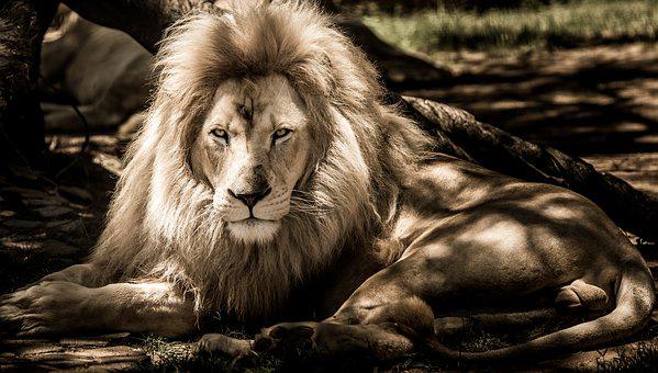 Download Lion Images Free Nomer 38