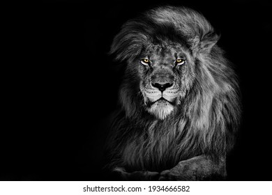 Detail Lion Images Free Nomer 41