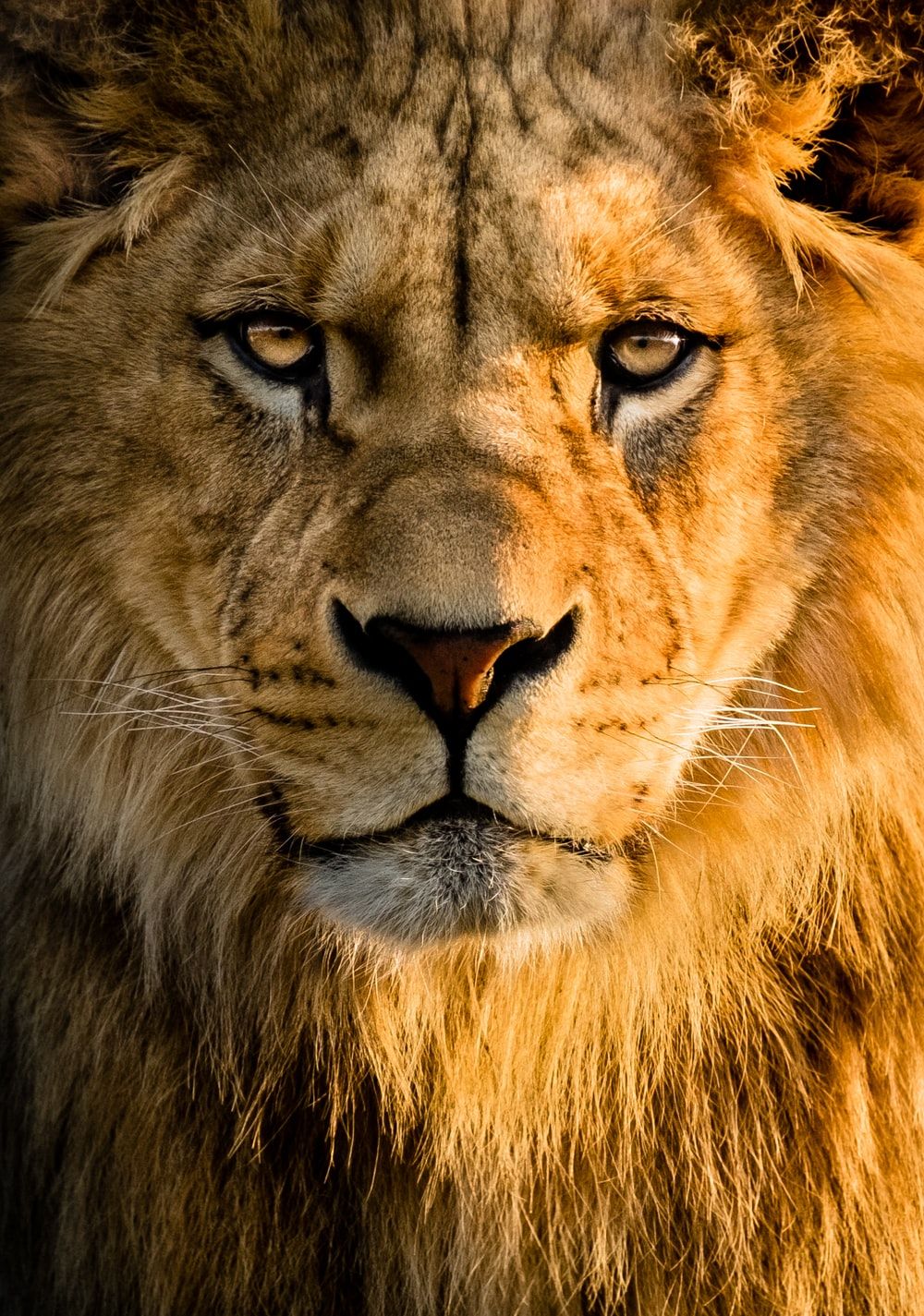 Download Lion Images Free Nomer 42