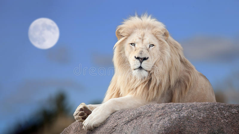 Detail Lion Images Free Nomer 5