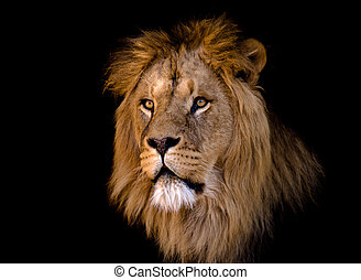 Detail Lion Images Free Nomer 51