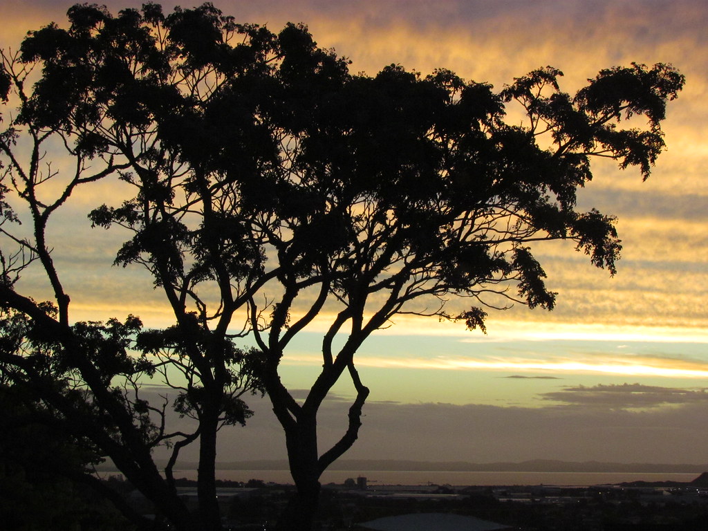 Detail Lion King Tree Silhouette Nomer 45