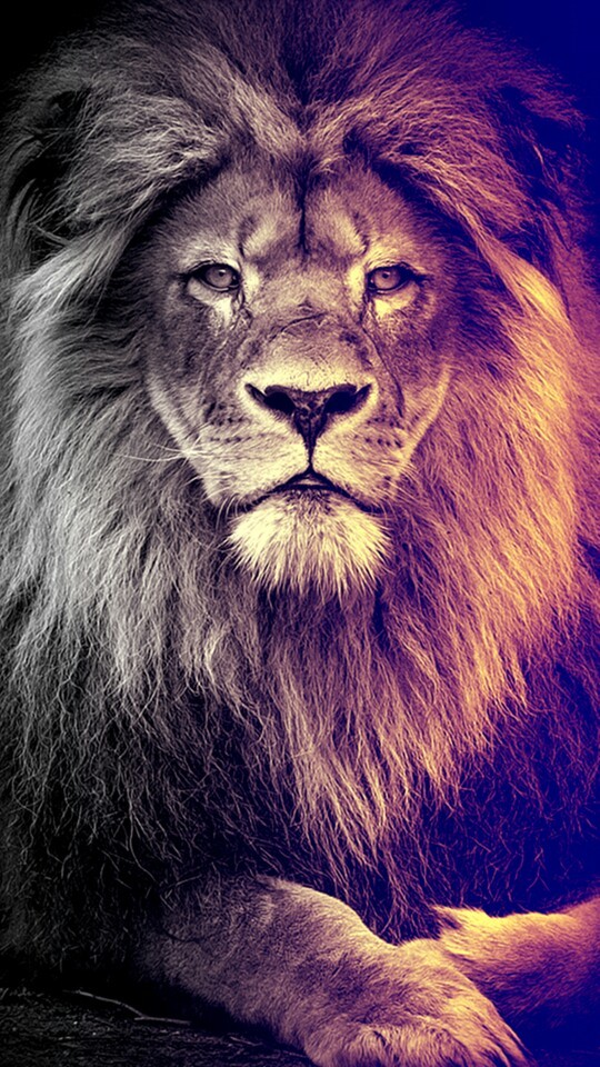 Detail Lion Live Wallpaper Nomer 18