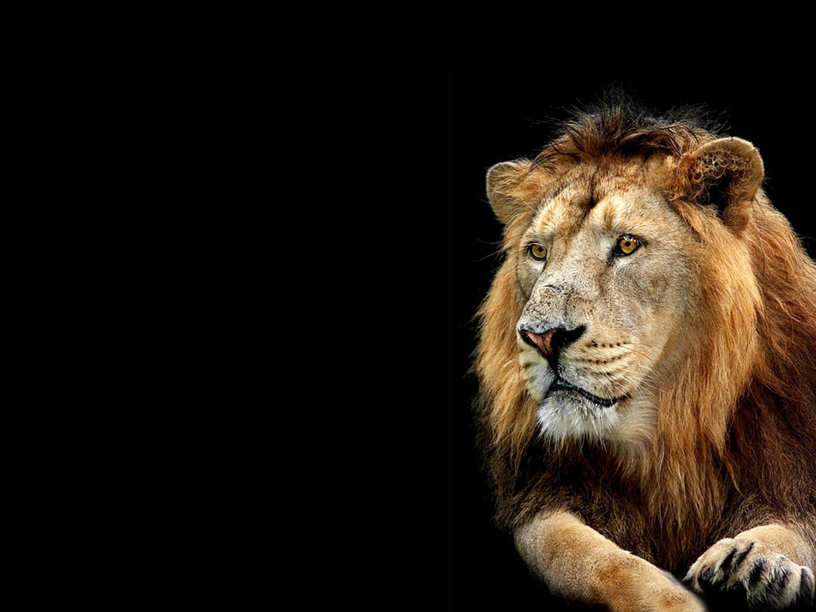 Detail Lion Live Wallpaper Nomer 27