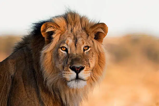 Detail Lion Photo Nomer 38