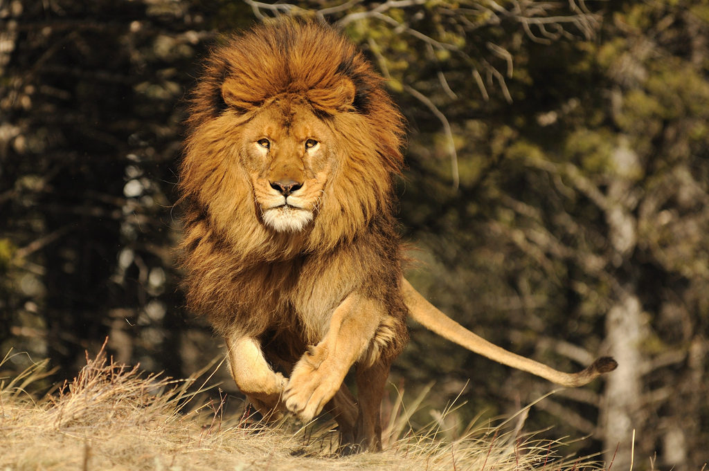 Detail Lion Pic Hd Nomer 15