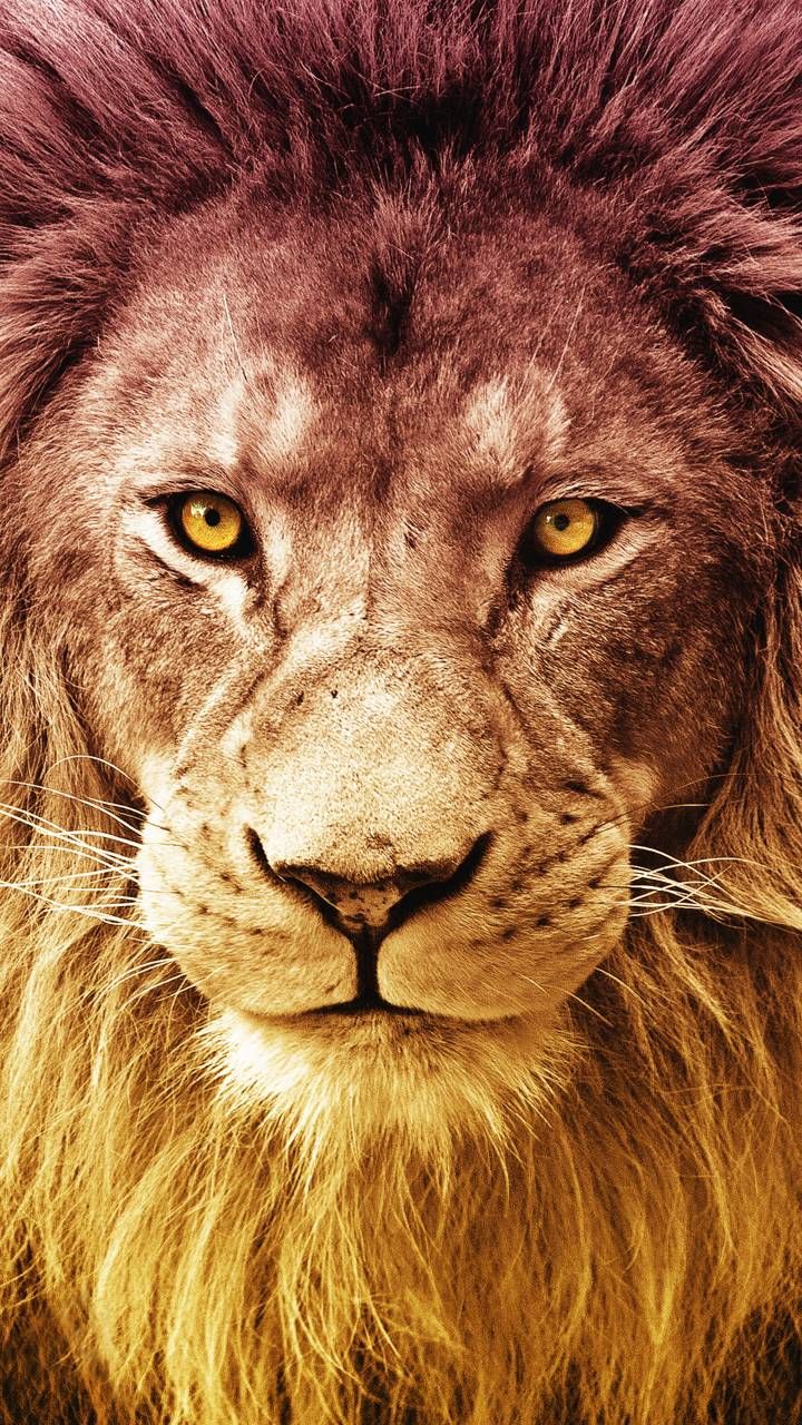 Detail Lion Pic Hd Nomer 20