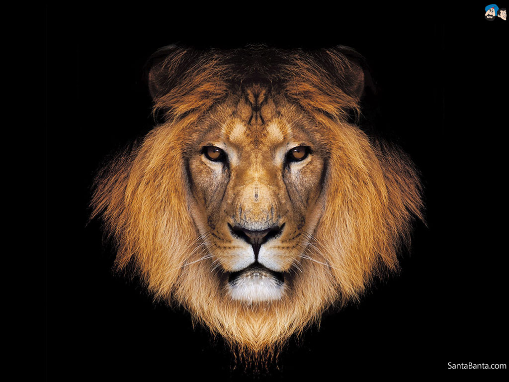 Detail Lion Pic Hd Nomer 31