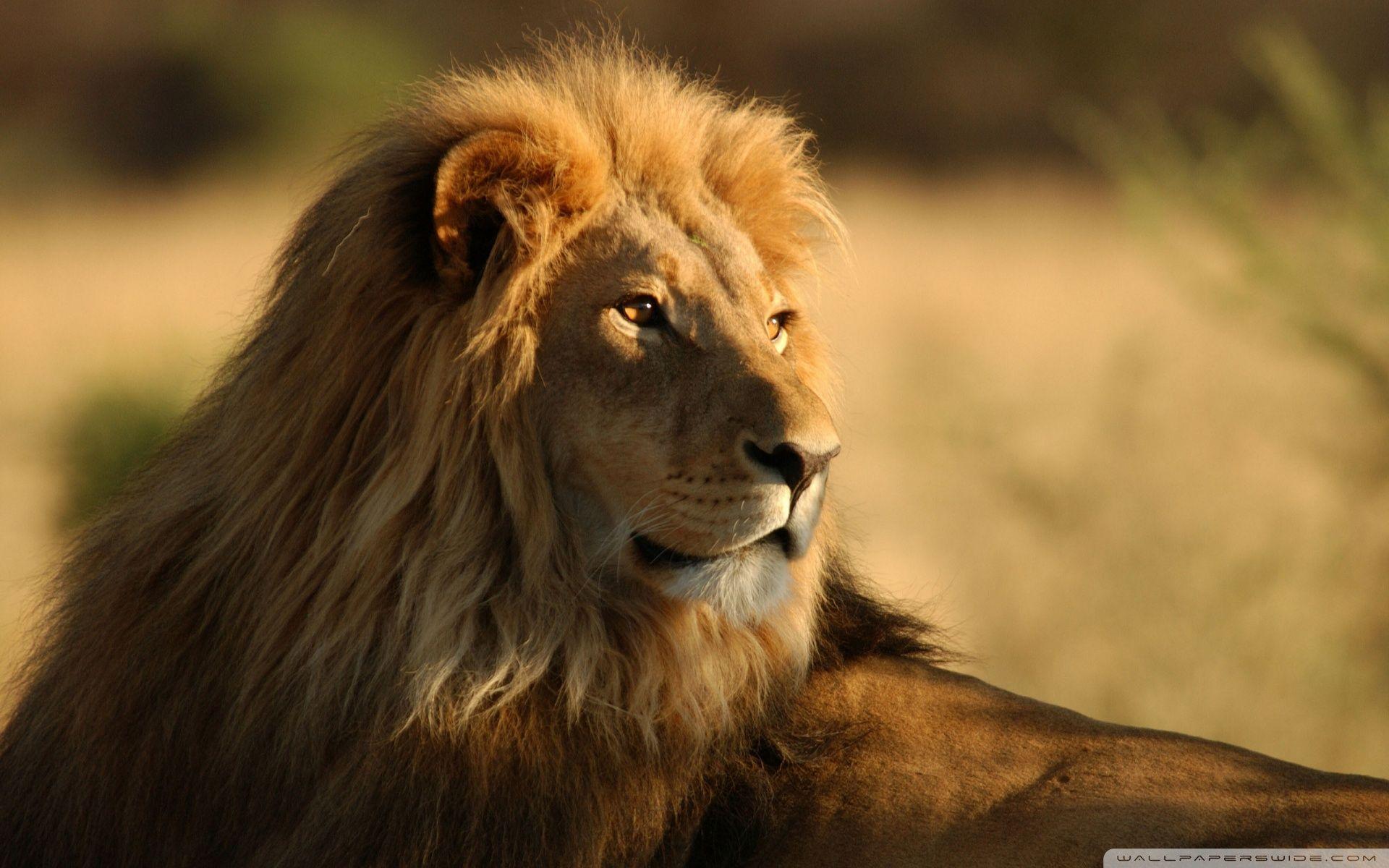 Detail Lion Pic Hd Nomer 37