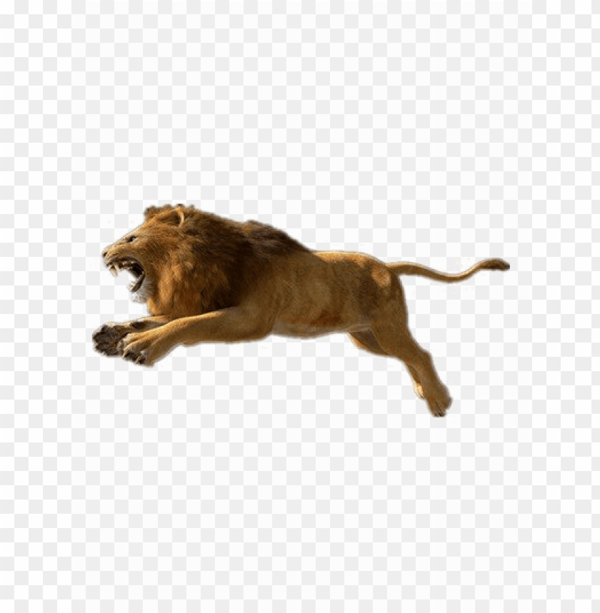 Detail Lion Pictures Download Nomer 50