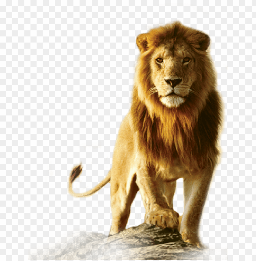 Detail Lion Png Image Nomer 15