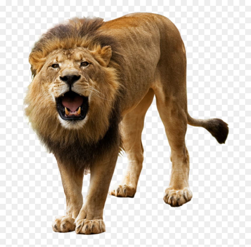 Detail Lion Png Image Nomer 17