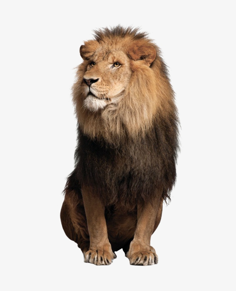 Detail Lion Png Image Nomer 18