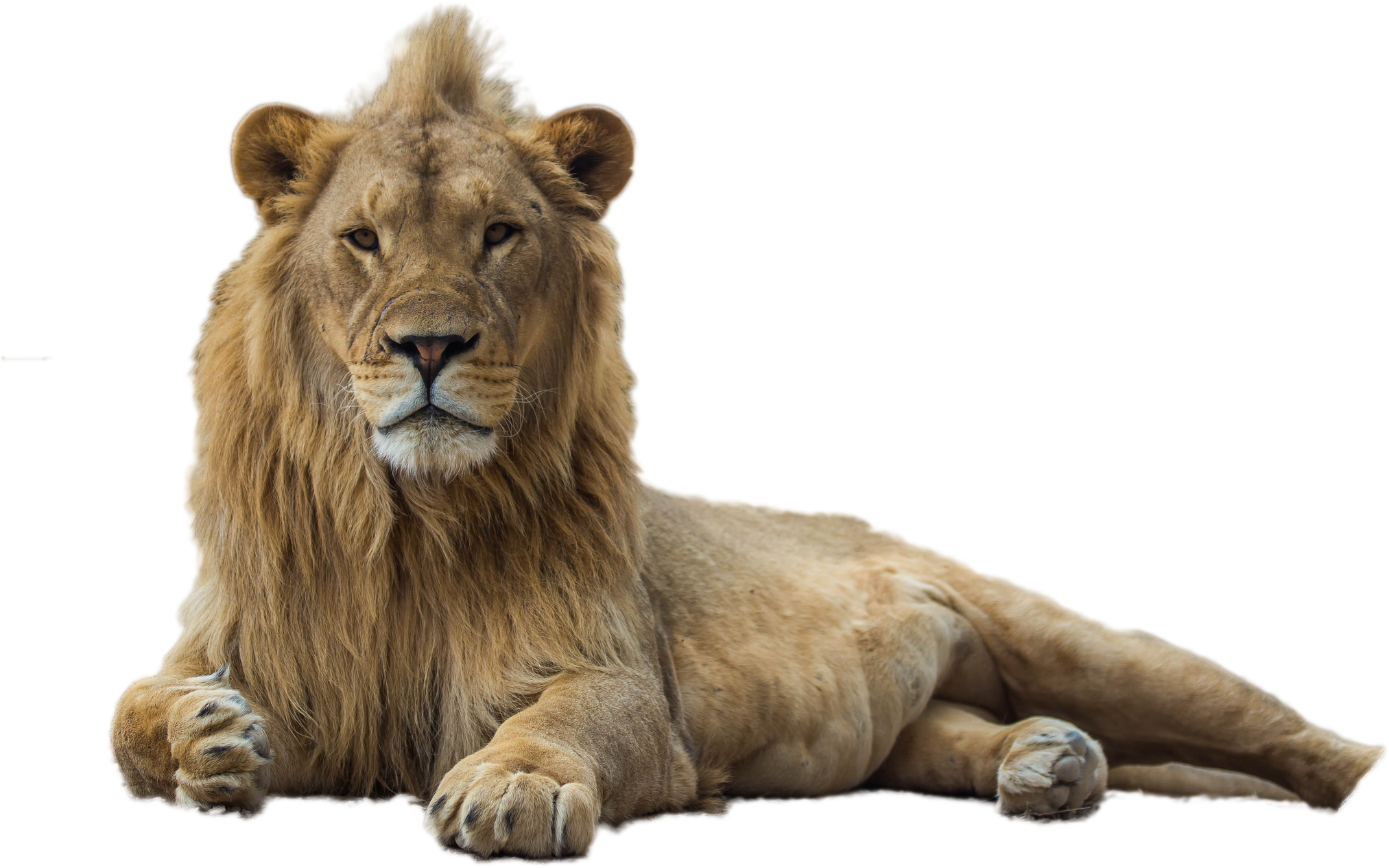 Detail Lion Png Image Nomer 44