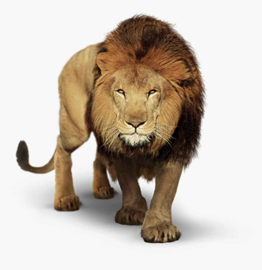 Detail Lion Png Transparent Nomer 2