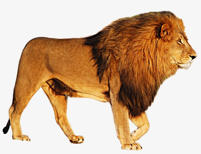 Detail Lion Png Transparent Nomer 12