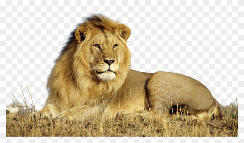 Detail Lion Png Transparent Nomer 17