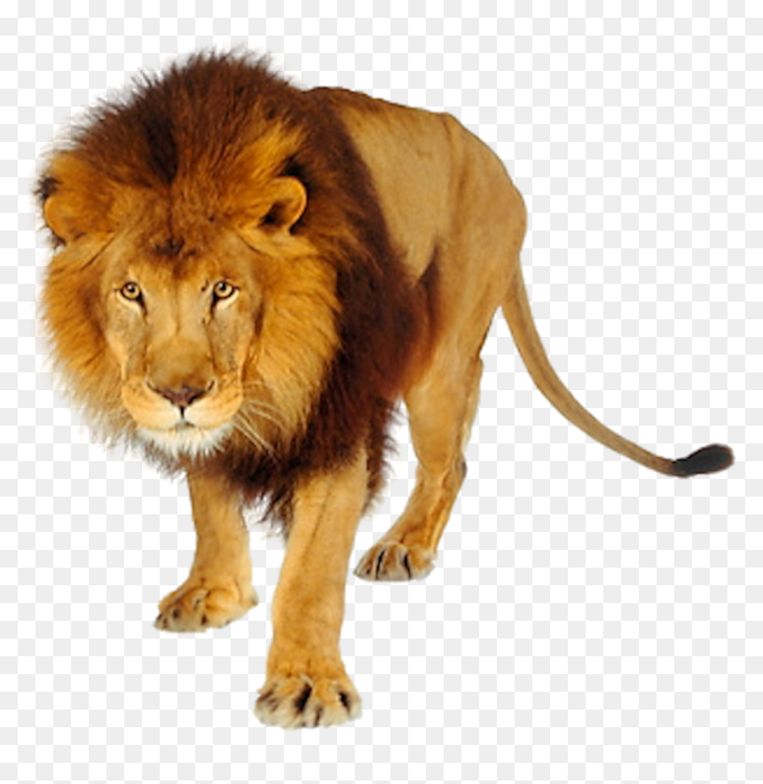 Detail Lion Png Transparent Nomer 18