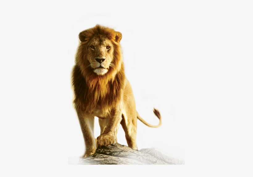 Detail Lion Png Transparent Nomer 27