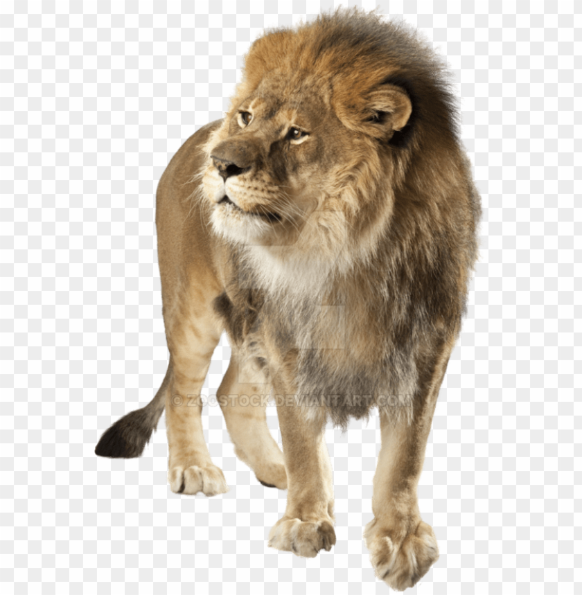 Detail Lion Png Transparent Nomer 5