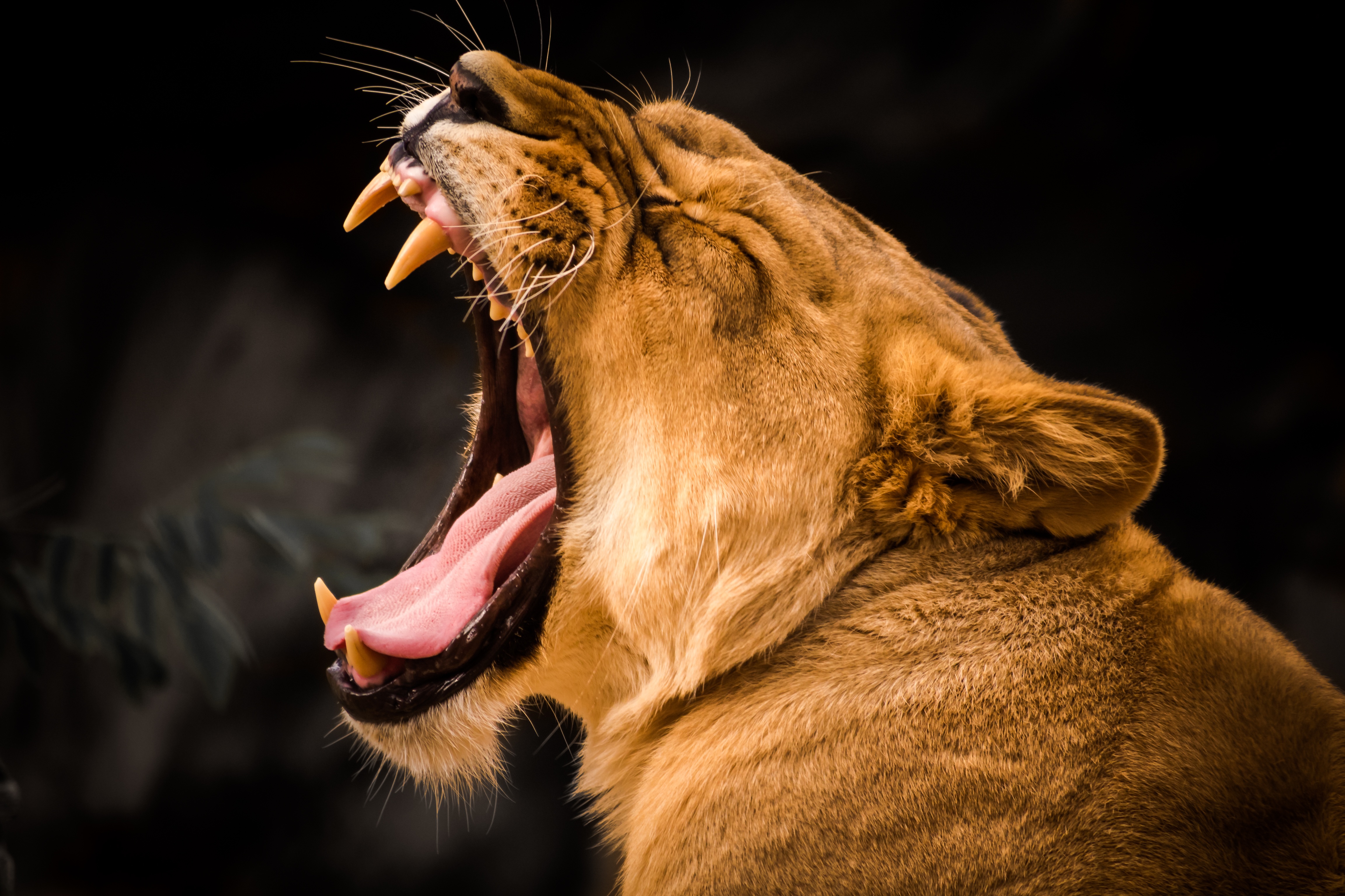 Detail Lion Roar Wallpaper Nomer 36