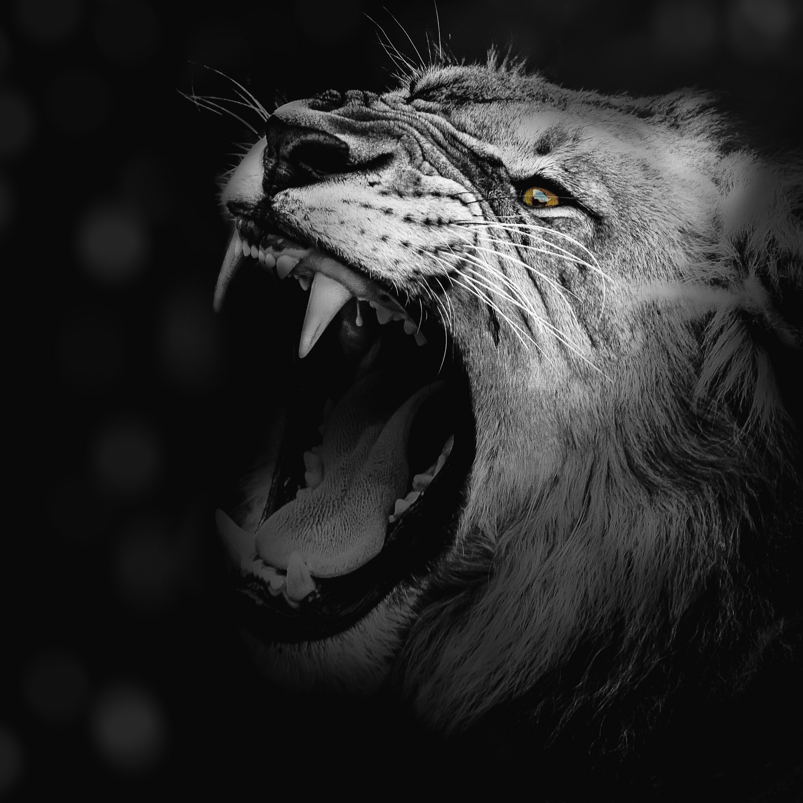 Detail Lion Roar Wallpaper Nomer 38