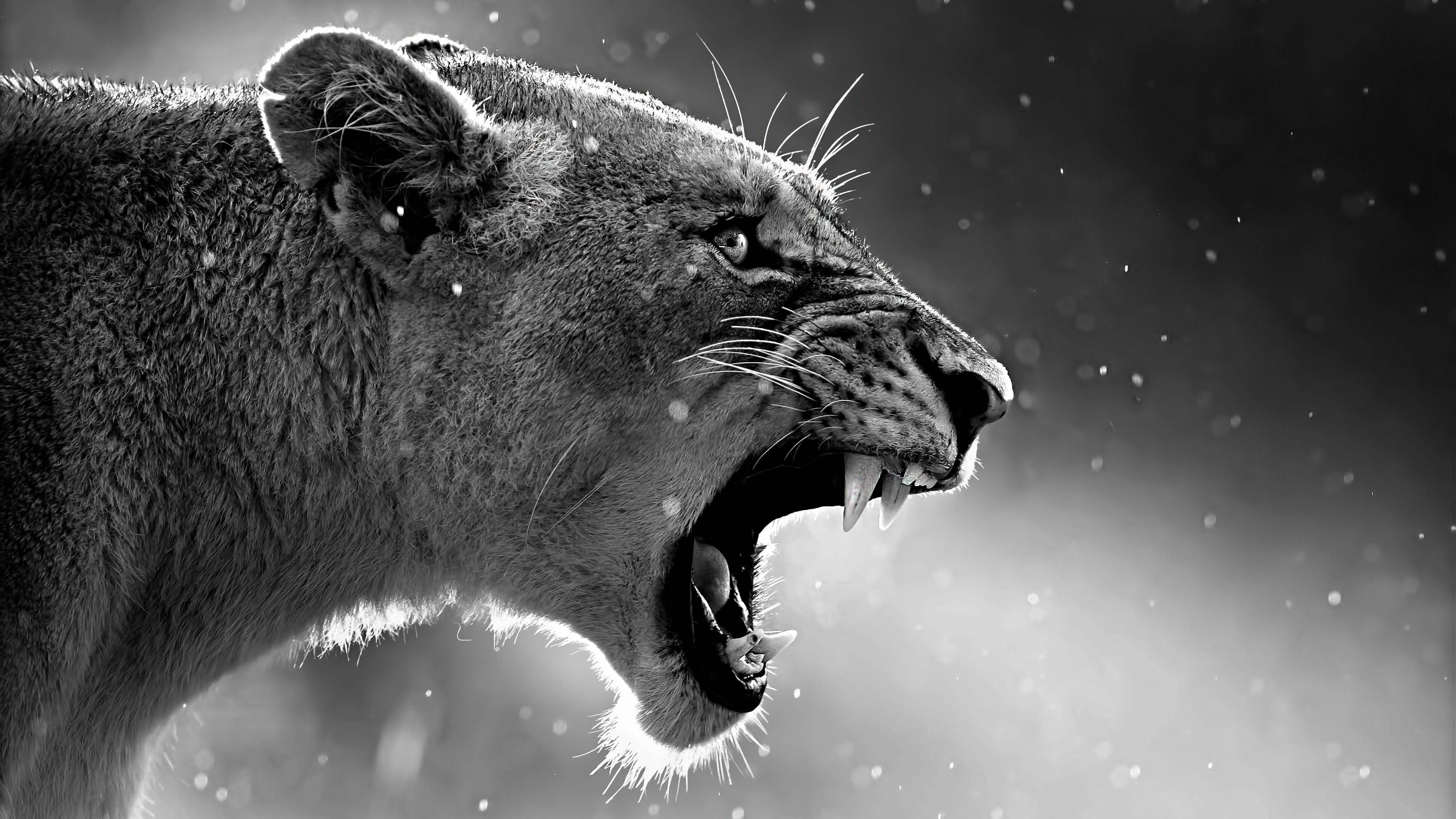 Detail Lion Roar Wallpaper Nomer 42