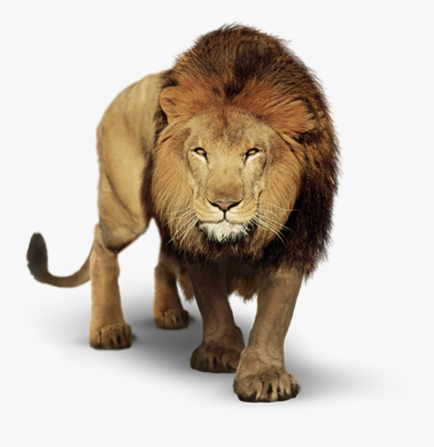 Detail Lion Transparent Background Nomer 11