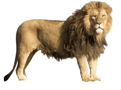 Detail Lion Transparent Background Nomer 6