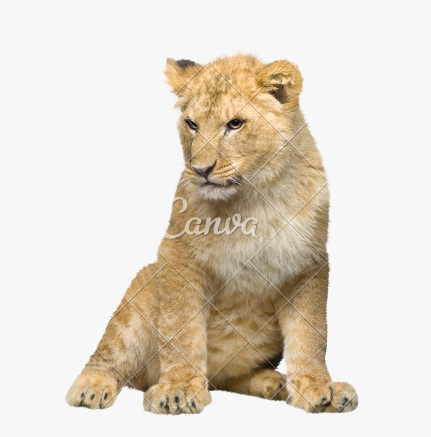 Detail Lion Transparent Background Nomer 45