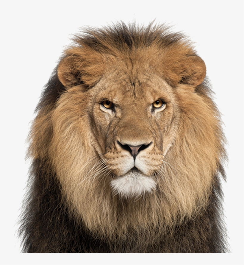 Detail Lion Transparent Background Nomer 47