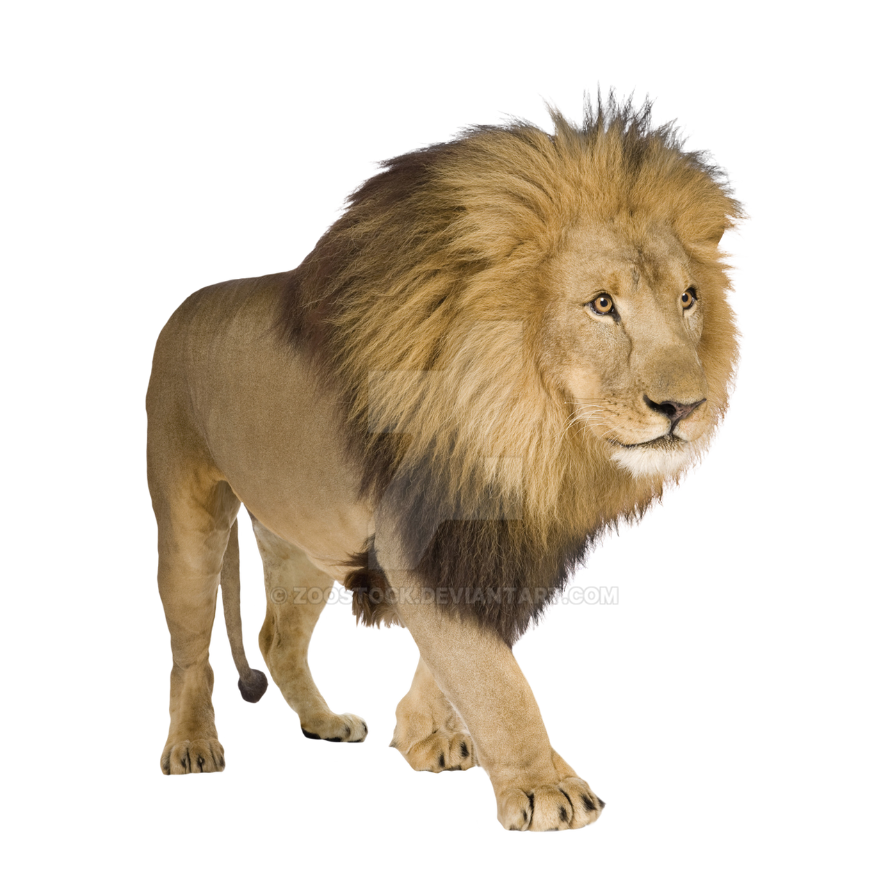 Detail Lion Transparent Background Nomer 10