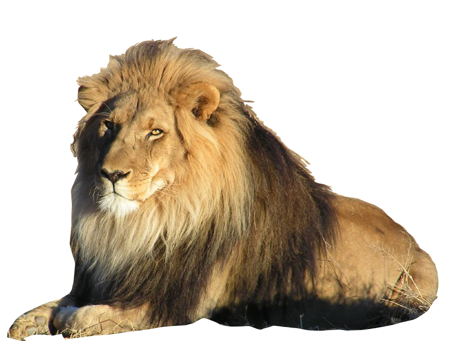 Detail Lion Transparent Png Nomer 19