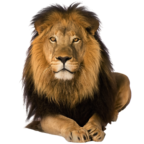 Detail Lion Transparent Png Nomer 3