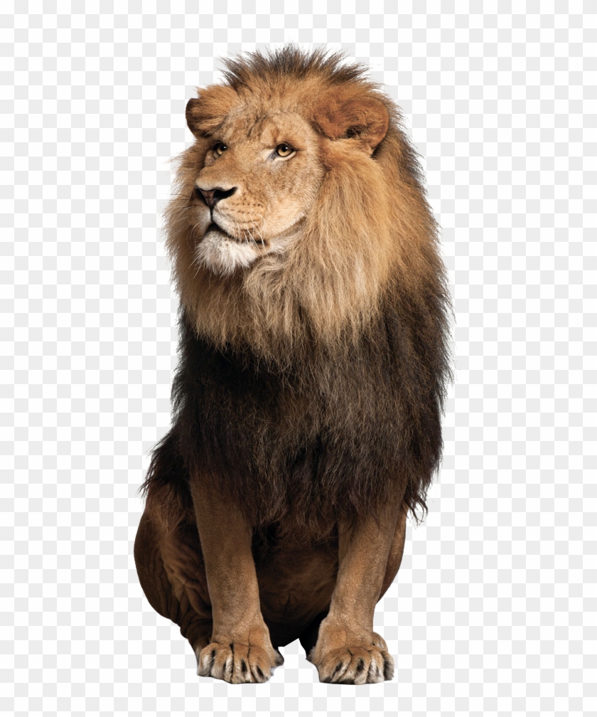 Detail Lion Transparent Png Nomer 23