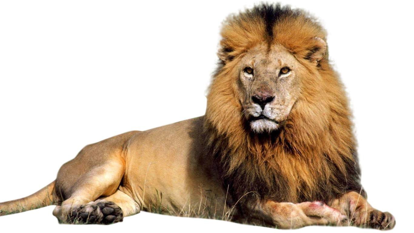 Detail Lion Transparent Png Nomer 4