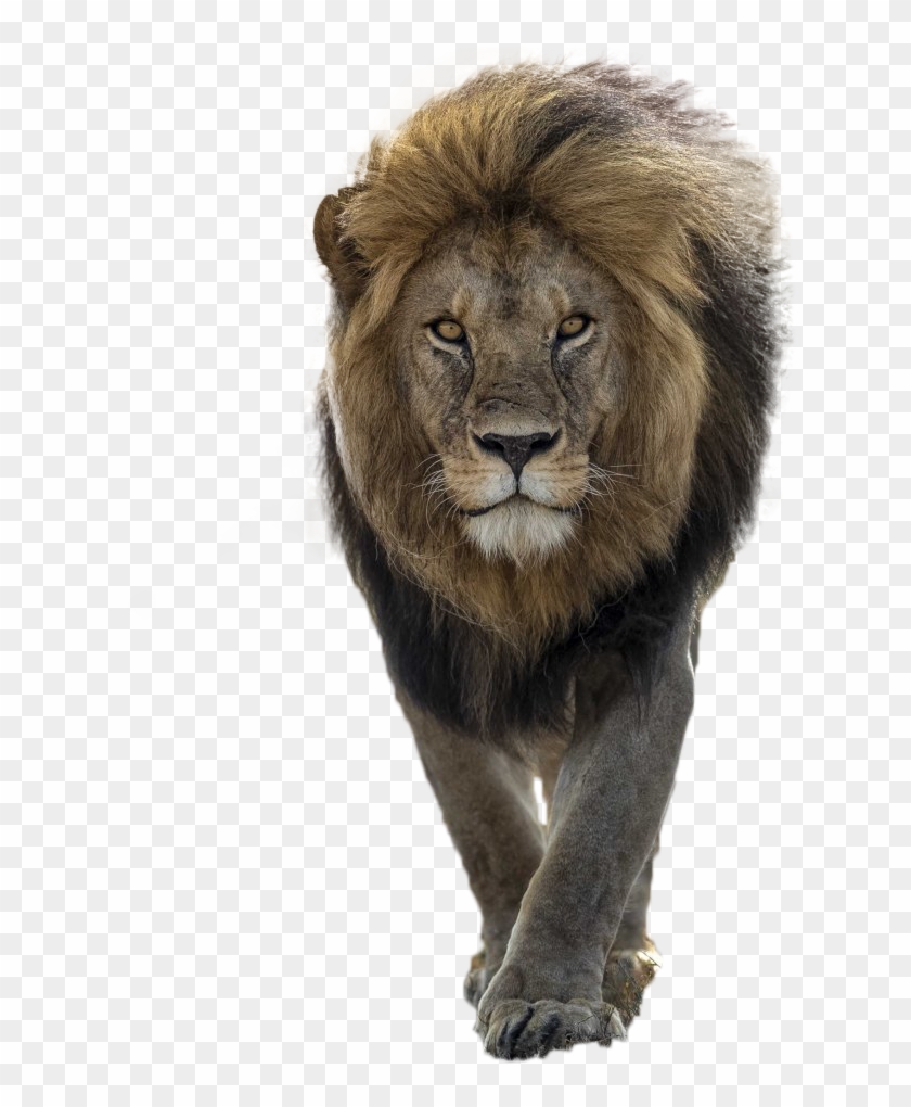 Detail Lion Transparent Png Nomer 34